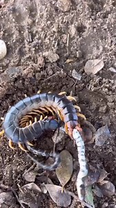 4 comments | Giant centipede Vs Snake. An epic battle for survival. Who will win this fight? Watch this 樂. | Gilbert Banda | Facebook