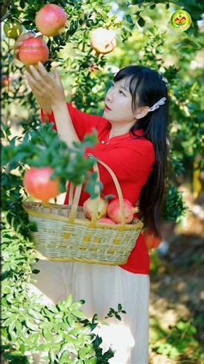 Beautiful nature with amazing fruit🍑 harvesting #shorts​#nature​#fruit​ #viral​ #food​#short #fruits