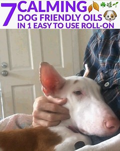 Separation anxiety, fireworks, new people and places... all of these things can trigger stress and make your dog uneasy. Peaceful Pup is a dog-friendly blend of 100% pure essential oils containing: 💚 Lavender 💚 Cypress 💚 Geranium 💚 Lemon 💚 Frankincense 💚 German Chamomile 💚 Almond Oil 🐶 Now you can feel good knowing that you are doing something to help naturally calm your best friend. 50% OFF TODAY! ACT NOW: https://www.vitalityextracts.com/products/peaceful-pup-roll-on [Limited Quantity 