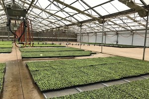 Greenhouse Pest Management