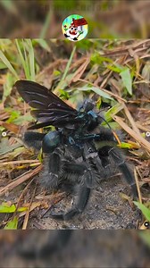 Tarántula vs avispa 💀 #arañas #avispas #curiosidades | Gnomo Curioso