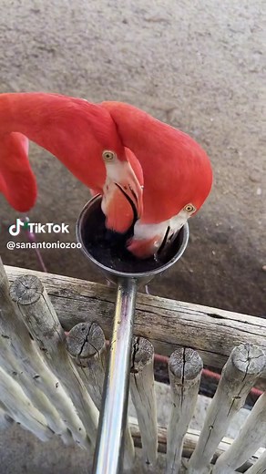 Adorable Flamingo Friends Munching Away!
