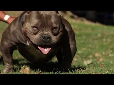 EXOTIC BULLY DOG - USO