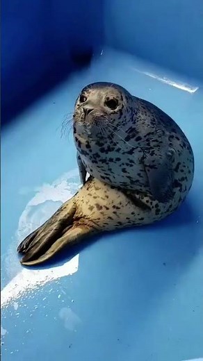 Cute Seals Compilation 🦭