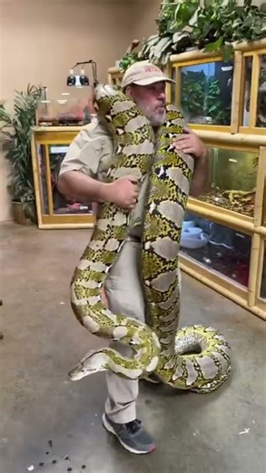 Keeper carries a massive reticulated python with remarkable ease indoors