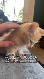 333K views · 5.1K reactions | If you adopt an older kitten, (10 weeks...