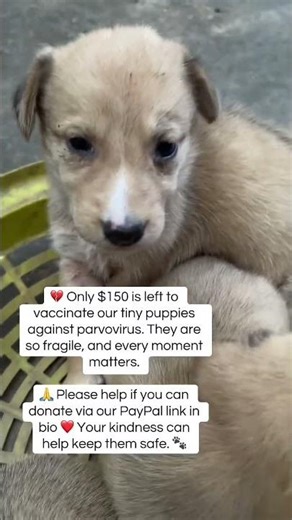 Be the hope they need today ❤️ Support our rescue through the PayPal link in bio 🐾