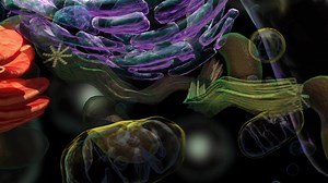Structure of a typical animal cell consisting of nucleolus