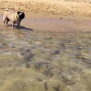 57K views · 2.9K reactions | Me this summer ☀️❤️ | Pugs | Facebook