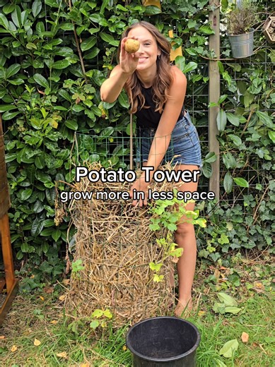 Grow Potatoes in a Space-Saving Potato Tower