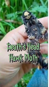 Moth of Death