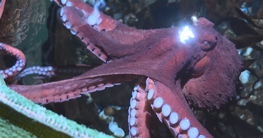 Zach at the Zoo: The Giant Pacific Octopus