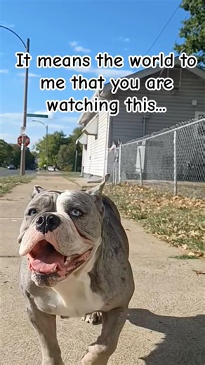 Have an amazing day #cutedogvideo #cute #bluey #bulldog #cutestdogintheworld #viral #verycutedog