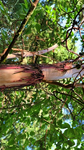 Exploring the Beautiful Pacific Madrone