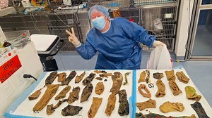 Veterinarians remove 44 objects from dog’s stomach