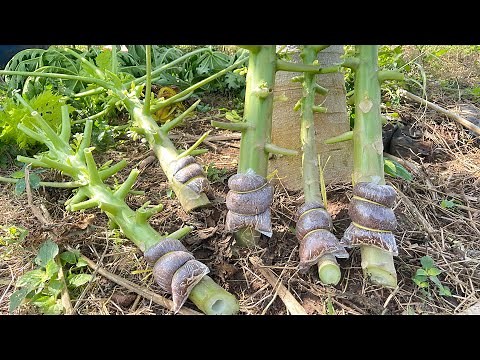 Mastering Papaya Air Layering: A Step-by-Step Guide to Successful Propagation!"