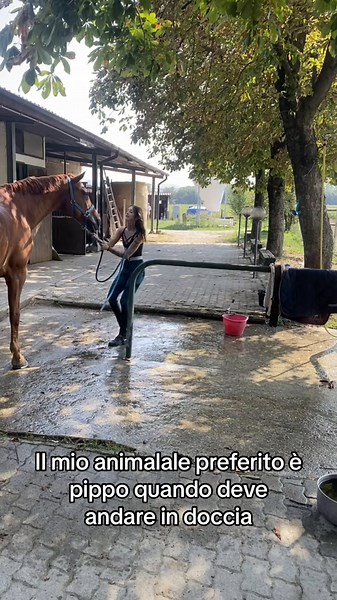 Non mi piace la doccia 🌸🫣 #grwm #getreadywithme #horse #equestrian #defaticamento #horsesoftiktok #horses #fyppppppppppppppppppppppp #cavalliditiktok #fypシ゚ #cavalli #horsegirl