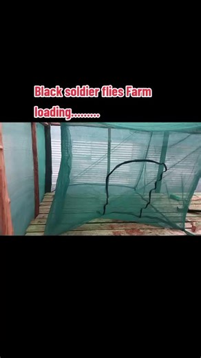 @dk legacy Farmhouse... Reducing cost of production by setting up BSF farm