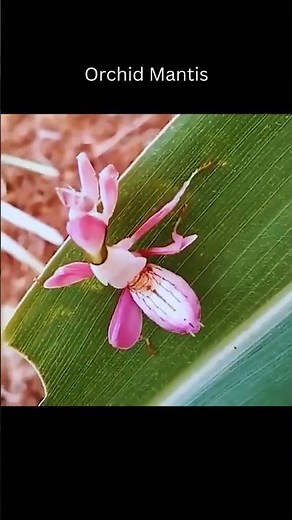 Orchid Mantis