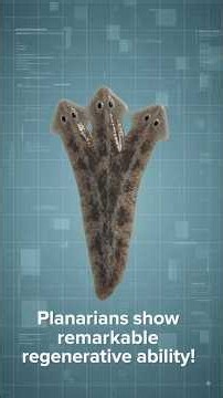 The Secret of Planarian Regeneration Explained