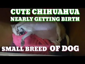 Cute chihuahua is pregnant | Chihuahua Nearly Getting Birth