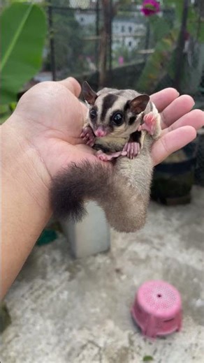 My Super Rare Exotic Pets