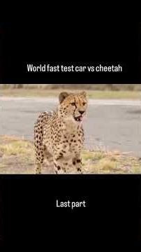 world fastest car vs cheetah #shorts #mrbeast