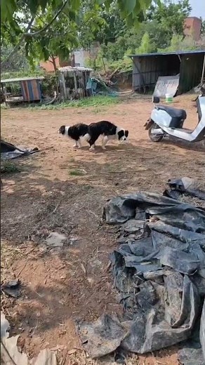 Border Collies are mating.