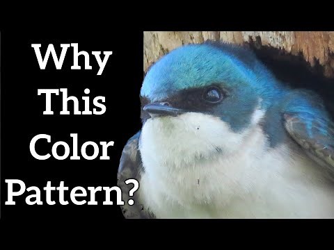 Countershading - Animals Hiding in Plain Sight