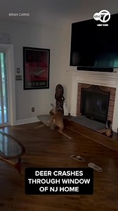 Cellphone video shot by Brian Carns shows a young buck that had crashed through his living room window in Medford, New Jersey. "When I look at him I'm just confused. I have no idea. All I've heard so far is glass - and he's in the house." | ABC7NY