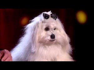 Marc Métral and his talking dog Wendy | Audition Week 1| Britain's Got Talent 2015