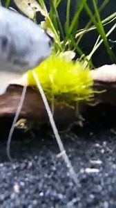 Mise en place de mousse de java sur racine