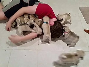 1.9M views · 35K shares | The next victim has been found - attack of the pug puppies part 4 | Greek God Pugs | Facebook