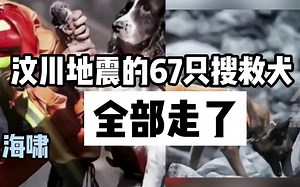 汶川地震的67只搜救犬全部走了，感谢这些为人类拼过命的小英雄，我们会永远记得
