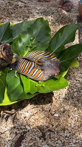 Get ready for a taste explosion 🔥🌊! Hot oil and seafood, a perfect combo! 🤩 #ollosvlog #coffeeculture #coffee | Oyen Ollos