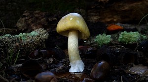 Death Cap episode 1 extended preview