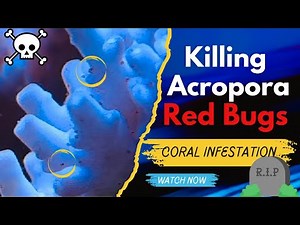 Red Bug Treatment of Acropora Tank with Interceptor (Milbemycin Oxime)