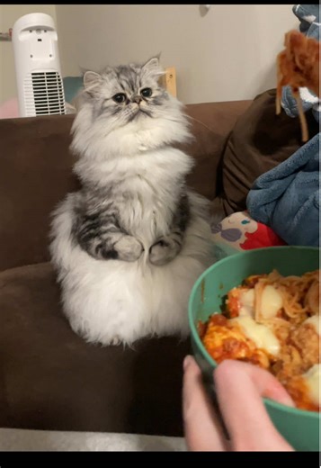 Understanding Your Cat's Food Preferences