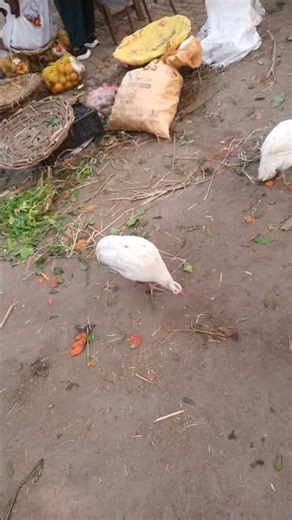 Aseel chicks|Asil breeders|Aseel Breeders|#viralvideo |#trending|#Motivationalspeechfordailylife