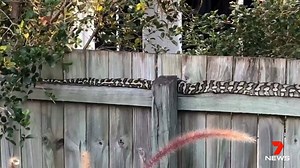 122K views · 1.2K reactions | The days are getting cooler, and we aren’t the only ones feeling it. This unexpected visitor was found basking in the sun at a Seventeen Mile Rocks property over the weekend. www.7NEWS.com.au #7NEWS | 7NEWS Brisbane | Facebook