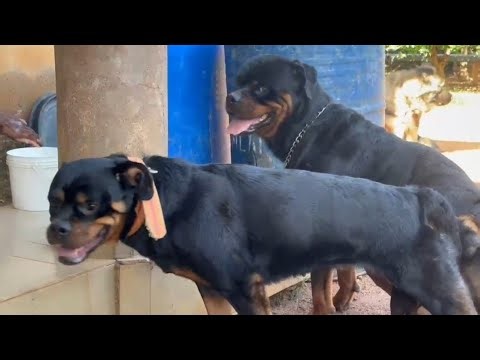 A-Z Breeding Practice In Rottweiler 