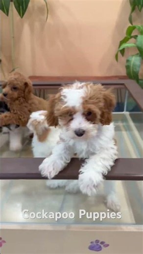 🐶💕 Meet Our Adorable Cockapoo Puppies! 💕🐶 #puppy