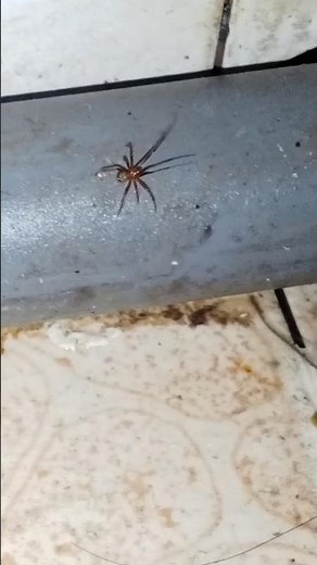 Different types of spiders. #spiders, #animals, #nature