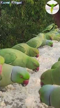 Indian Ringneck Parrot Food Feeding Shorts 387