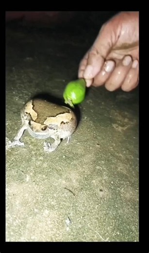 Hunting Hilarious FROGS To Jump So FUNNY😂😁 #frog #funny #animals #jump