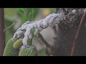 零消费铲除植物上的白色介壳虫！100%消除无后患！竟然只用了这个东西！