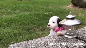 We thought we would share another video of beautiful Springerdoodle pups playing. Visit Springerdoodles.com for more pictures! | Springerdoodles