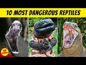10 Most Dangerous Reptiles In The World