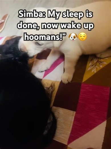 Simba after full sleep = Full drama mode.🤣🐶 #trending #love #dog #labrador #funny #simba #simboo