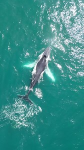 1.1K views · 24 reactions | Still some of the best fish finders in the ocean and every time we see them we have to stop and admire them. #humpbackwhale #humpback #humpbacks #humpbackwhales #whales #atlanticocean #natgeo #incrediblefootage | Fish Circus | Facebook